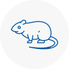 Rat Control Gipsy Hill