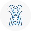 Gipsy Hill Wasp Nest Removal
